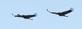 Pair of cranes in flight