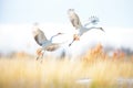 pair of cranes leaping in unison in grassland