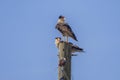 Pair Of Crested Caracaras Perched On An Electrical Post Royalty Free Stock Photo