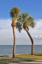 Pair of crooked palm trees Royalty Free Stock Photo