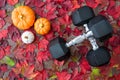 Pair of crossed dumbbells on a rustic wood background covered in fall color of red, green, yellow, and orange maple leaves, with c