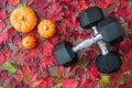 Pair of crossed dumbbells on a rustic wood background covered in fall color of red, green, yellow, and orange maple leaves, with c Royalty Free Stock Photo