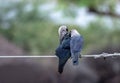 Pair of Crows are making love on the wire after rain in punjab pakistan Royalty Free Stock Photo