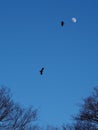 A pair of crows silhouetted by the moon fly above the forest