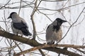 Pair of crows sitting on the tree branch Royalty Free Stock Photo