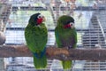 Pair of Cuban amazon parrots on a branch Royalty Free Stock Photo