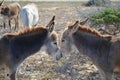 Pair of Cuddling Donkeys in Aruba Royalty Free Stock Photo
