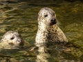 pair of curious Common Seal, Phoca vitulina, peeking out of the water