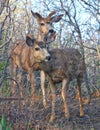 A pair of curious deer in the forrest with antlers Royalty Free Stock Photo
