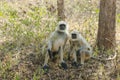 Pair of Curious Gray Langurs Royalty Free Stock Photo