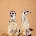 Cute And Inquisitive Meerkats Royalty Free Stock Photo