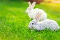 Pair of Cute adorable white and grey fluffy rabbit sitting on green grass lawn at backyard.Small sweet bunny walking by meadow in Royalty Free Stock Photo