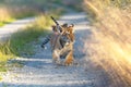 Pair of cute Bengal tiger cubs on a walk behind each other Royalty Free Stock Photo