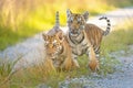 The pair of cute Bengal tiger cubs on a walk outdoors Royalty Free Stock Photo