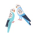 Pair of cute budgerigars isolated on white backgro. Domesticated budgies. Funny parakeets. Exotic tropical birds
