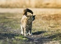 pair of cute cat standing on the meadow and looking forward to Royalty Free Stock Photo