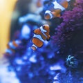 Pair of cute tropical clownfish swimming on a fish tank Royalty Free Stock Photo