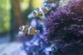 Pair of cute clownfish swimming on a fish tank