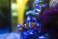 Pair of cute clownfish swimming on a fish tank