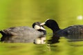 Pair of cute common coots