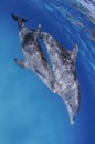 Pair of Cute Dolphins Dancing Together in Clear Waters of Bahamas