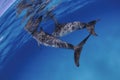 Pair of Cute Dolphins Swimming on Ocean Surface Royalty Free Stock Photo