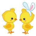Pair of cute Easter chicks. Royalty Free Stock Photo