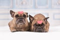 Pair of cute French Bulldog dogs with pink hearts on heads lying down Royalty Free Stock Photo