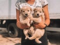 A pair of cute ginger puppies in the arms of the girl.