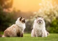 Pair of cute light ragdoll cats sitting together