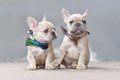 Pair of cute lilac fawn colored French Bulldog dog puppies wearing bow ties while appearing to hold hands sitting together Royalty Free Stock Photo