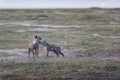 Pair of cute little hyenas playing together in a gloomy field in the Amboseli National Park in Kenya