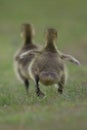 Two Little Gosling Running Away in Spring