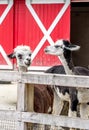 Pair of cute Llamas outside a red barn Royalty Free Stock Photo