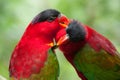 pair of cute lories parrot birds showing love and devotion