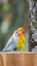 A pair of cute lovebird agapornis fischery