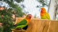 A pair of cute lovebird agapornis fischery