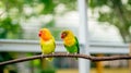 A pair of cute lovebird agapornis fischery