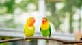 A pair of cute lovebird agapornis fischery