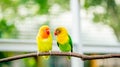 A pair of cute lovebird