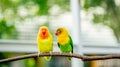 A pair of cute lovebird