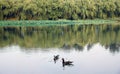 A pair of cute mandarin ducks on the lake in early autumn