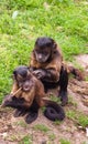 a pair of cute monkeys Royalty Free Stock Photo