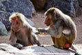 Pair of cute monkeys sitting on a rock during daytime Royalty Free Stock Photo