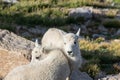 Cute Young Mountain Goat Kids Royalty Free Stock Photo