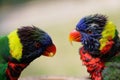 A pair of cute multi-colored parrots look at each other Royalty Free Stock Photo