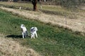 Pair of cute newborn little lambs on pasture, sunny day Royalty Free Stock Photo