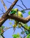 Pair of cute rose winged parakeet kissing high up on a tree branch