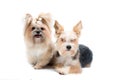 Pair cute small dogs