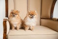 Pair of cute Spitz dogs sitting on the wedding throne